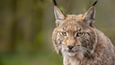Europäischer Luchs Nahaufnahme