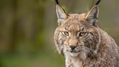 Europäischer Luchs Nahaufnahme