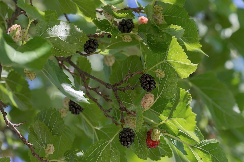 Reife Maulbeeren am Baum (