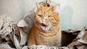 Orangefarbene Katze in einem Karton