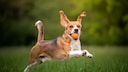 Beagle springt mit Ball im Maul über wiese
