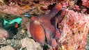 Großer Blauer Krake (Octopus cynea) unterwasser mit einem Fisch