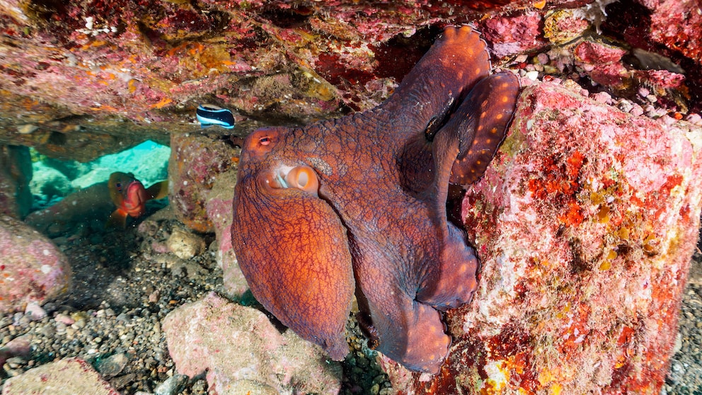 Großer Blauer Krake (Octopus cynea) unterwasser mit einem Fisch