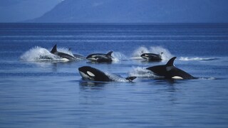 Gruppe von Orcas im Angriffsmodus