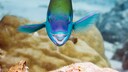 Ein Papageienfisch schwimmt über einem Riff
