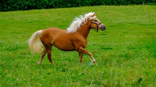 Pferderassen für Anfänger: Haflinger