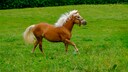Pferderassen für Anfänger: Haflinger