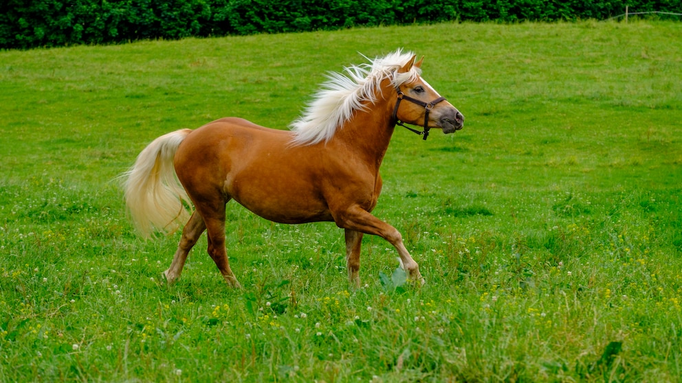 Pferderassen für Anfänger: Haflinger