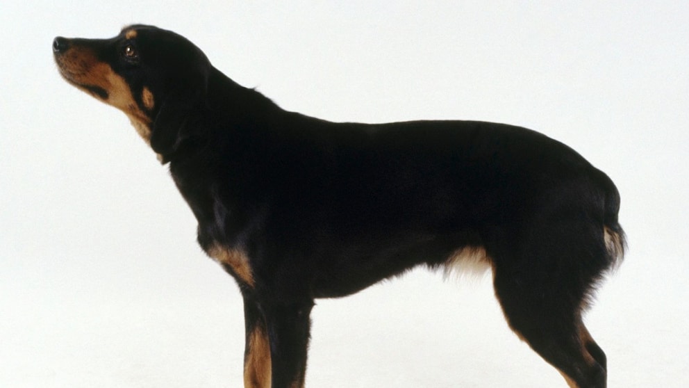 Viele fühlen sich beim Anblick des Smaland Hound an einen Rottweiler im Miniformat erinnert.