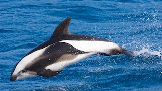 Der Stundenglasdelfin erinnert von der Optik her nicht nur an eine Sanduhr, sondern auch an einen Orca. Viel mehr weiß man über ihn bisher auch nicht.