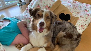 Therapiehund