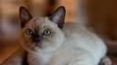 Eine Tibeter-Katze liegt auf einem Kissen
