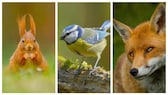 Collage aus Eichhörnchen, Blaumeise und Fuchs