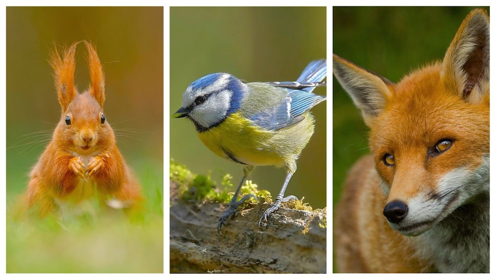 Collage aus Eichhörnchen, Blaumeise und Fuchs