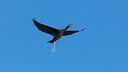 Vogel uriniert in der Luft
