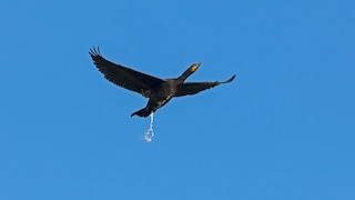 Vogel uriniert in der Luft