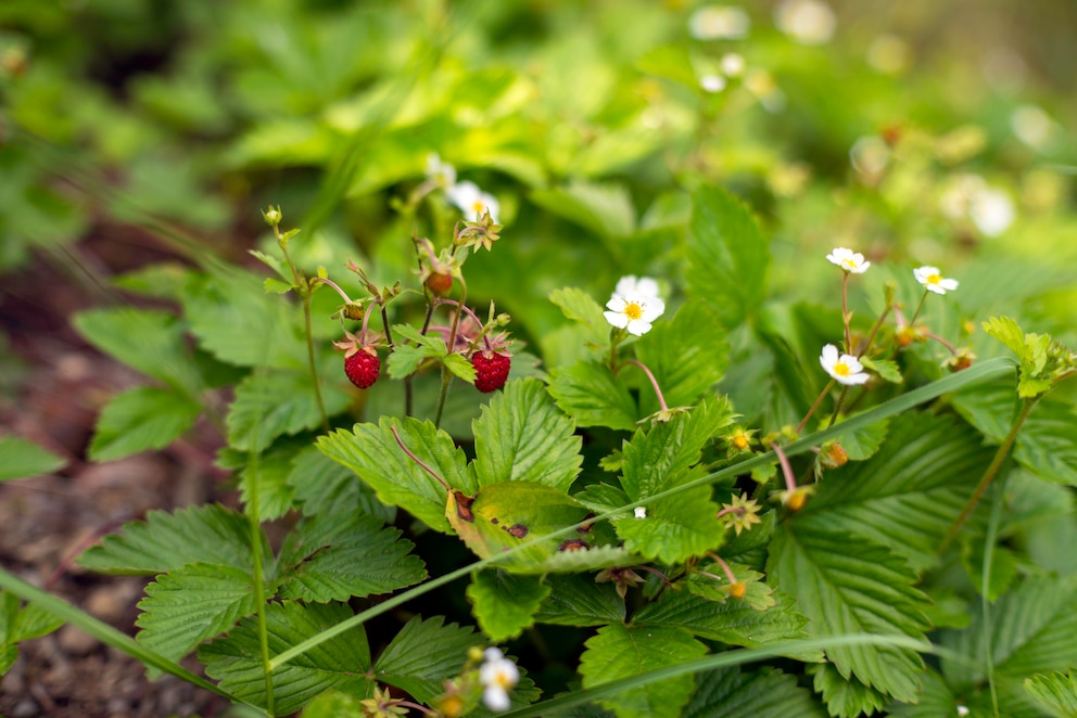 Früchte der Walderdbeere (Fragaria vesca)