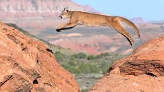 Puma im Sprung