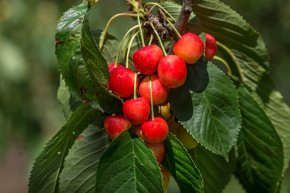 Süßkirschen (Prunus avium) am Baum, Bayern, Deutschland