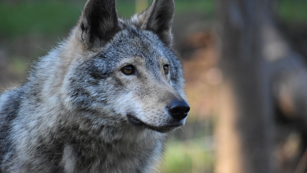 Wolfshybriden - Mischlinge aus Hund und Wolf - sorgen immer wieder für Aufsehen, aber leider auch für Probleme, da ihnen oft die Scheu vor dem Menschen fehlt.
