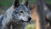 Wolfshybriden - Mischlinge aus Hund und Wolf - sorgen immer wieder für Aufsehen, aber leider auch für Probleme, da ihnen oft die Scheu vor dem Menschen fehlt.