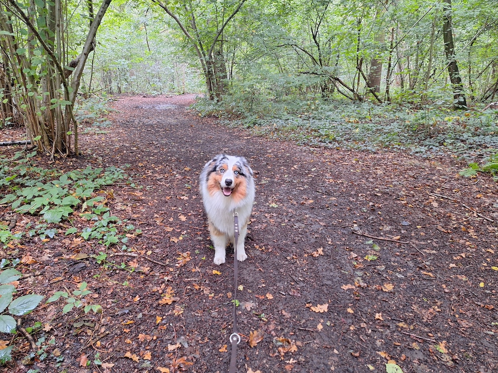 Jungrüde Elvis hatte beim herbstlichen Spaziergang sichtlich eine gute Zeit.