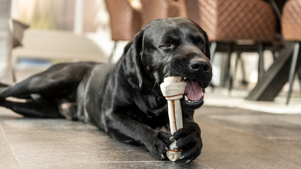 Hund mit Knochen