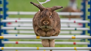 Rabbit 'Schoko' jumps at the warm-up course during a regional Kaninhop (rabbit-jumping) competition in Weissenbrunn vorm Wald, Germany, Sunday, Sept. 3, 2017. Competitors take part in four different categories, with an obstacle height ranging between 25 and 50 centimeters.