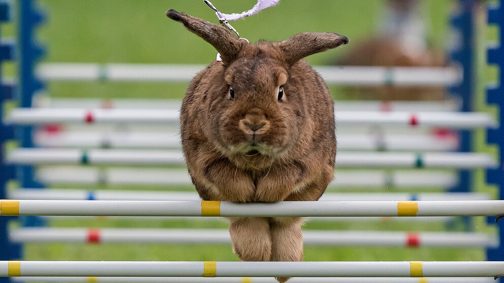 Rabbit 'Schoko' jumps at the warm-up course during a regional Kaninhop (rabbit-jumping) competition in Weissenbrunn vorm Wald, Germany, Sunday, Sept. 3, 2017. Competitors take part in four different categories, with an obstacle height ranging between 25 and 50 centimeters.
