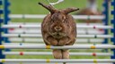 Rabbit 'Schoko' jumps at the warm-up course during a regional Kaninhop (rabbit-jumping) competition in Weissenbrunn vorm Wald, Germany, Sunday, Sept. 3, 2017. Competitors take part in four different categories, with an obstacle height ranging between 25 and 50 centimeters.