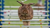 Rabbit 'Schoko' jumps at the warm-up course during a regional Kaninhop (rabbit-jumping) competition in Weissenbrunn vorm Wald, Germany, Sunday, Sept. 3, 2017. Competitors take part in four different categories, with an obstacle height ranging between 25 and 50 centimeters.