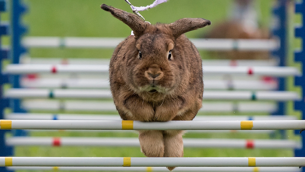 Rabbit 'Schoko' jumps at the warm-up course during a regional Kaninhop (rabbit-jumping) competition in Weissenbrunn vorm Wald, Germany, Sunday, Sept. 3, 2017. Competitors take part in four different categories, with an obstacle height ranging between 25 and 50 centimeters.