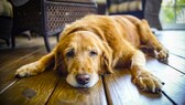 Ein älterer Hund liegt auf dem Fußboden.