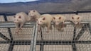 Fünf Albino-Waschbären lauern auf Futter