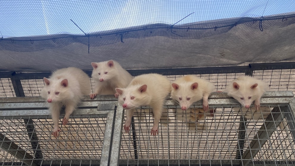 Fünf Albino-Waschbären lauern auf Futter