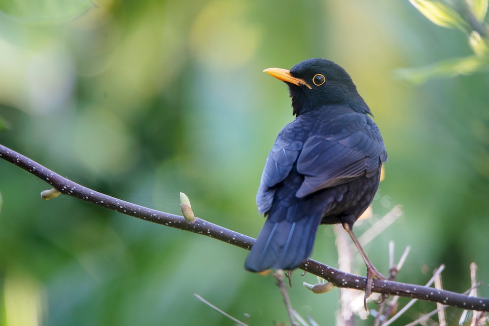 Amsel auf Ast sitzend