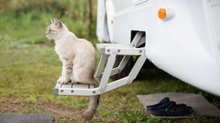 Mit der Katze in den Camping-Urlaub fahren? Unter Umständen ist das sogar möglich.