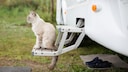 Mit der Katze in den Camping-Urlaub fahren? Unter Umständen ist das sogar möglich.