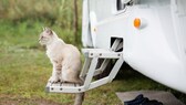 Mit der Katze in den Camping-Urlaub fahren? Unter Umständen ist das sogar möglich.