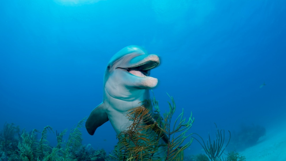 Ein Delfin schwimmt scheinbar lächelnd durchs Wasser