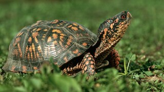 Eine Dosenschildkröte sitzt im Gras