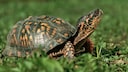 Eine Dosenschildkröte sitzt im Gras