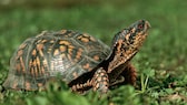 Eine Dosenschildkröte sitzt im Gras