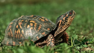 Eine Dosenschildkröte sitzt im Gras