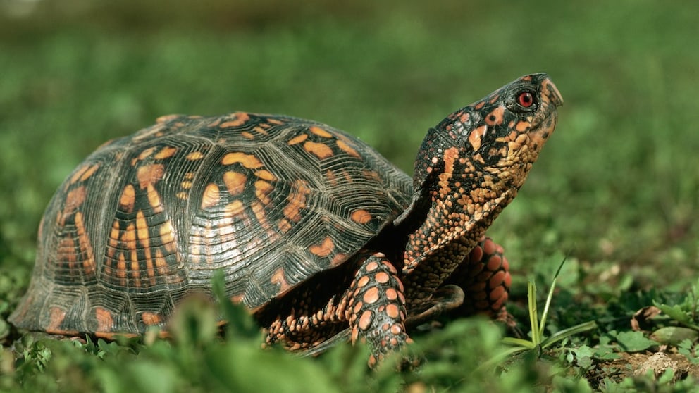 Eine Dosenschildkröte sitzt im Gras