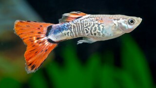 Guppy schwimmt durchs Aquarium