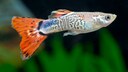 Guppy schwimmt durchs Aquarium