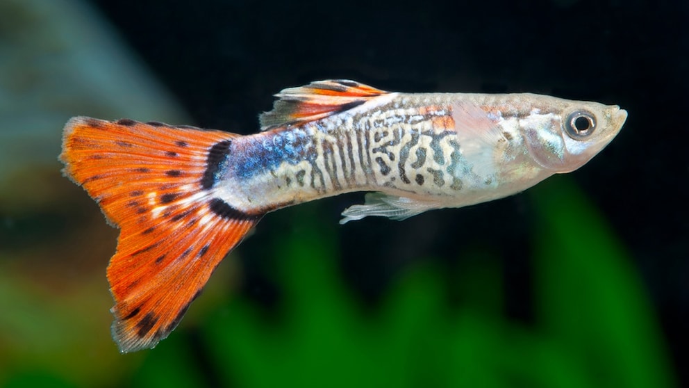 Guppy schwimmt durchs Aquarium