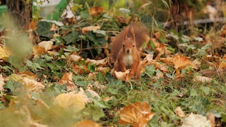 Eichhörnchen sitzt auf Wiese mit Herbstlaub