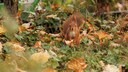 Eichhörnchen sitzt auf Wiese mit Herbstlaub